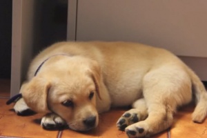yellow-lab-puppy-first-week-home