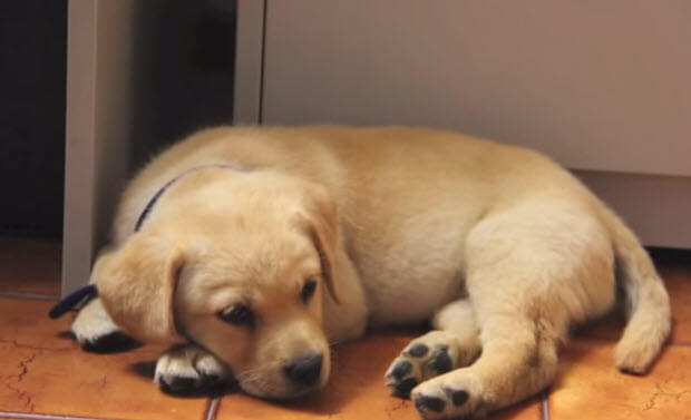 yellow-lab-puppy-first-week-home