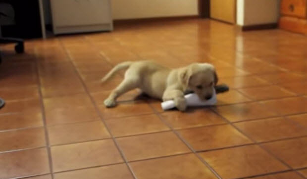 yellow-lab-puppy-first-week-home