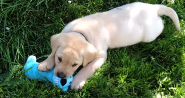  yellow lab puppy with toy