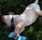 yellow lab puppy with toy rolling on the grass