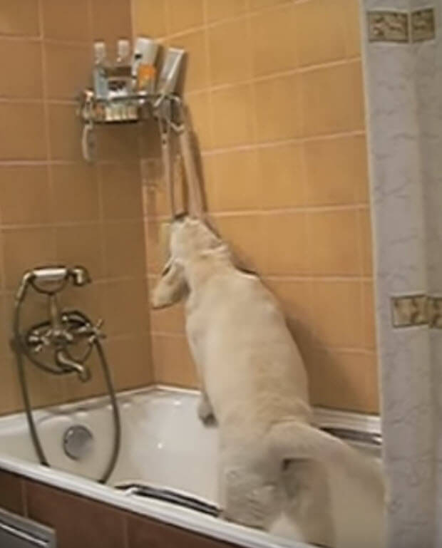 yellow lab taking bath