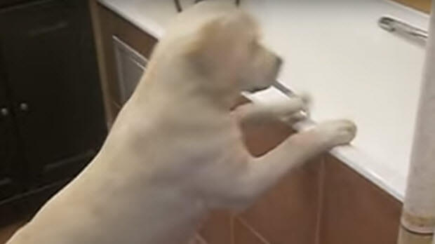 yellow lab taking bath