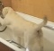 yellow lab taking bath