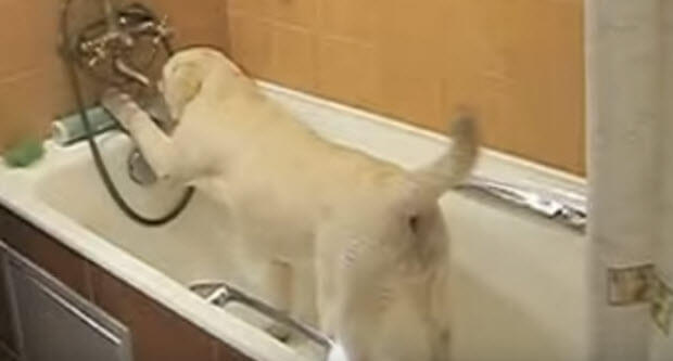 yellow lab taking bath