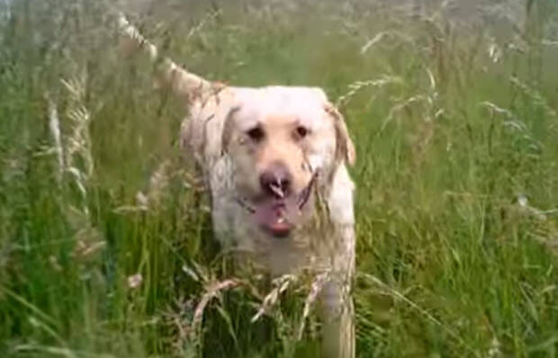 yellow-labrador-dog