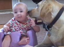 yellow-labrador-playing-with-baby