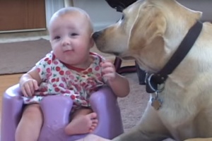 yellow-labrador-playing-with-baby