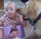 yellow-labrador-playing-with-baby