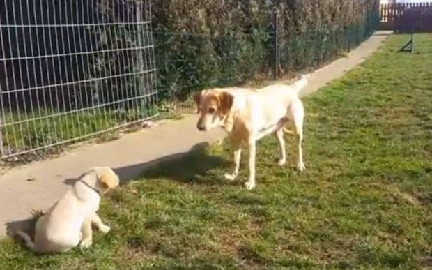 yellow-labrador puppies father mother