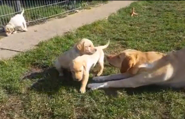 yellow-labrador puppies father mother