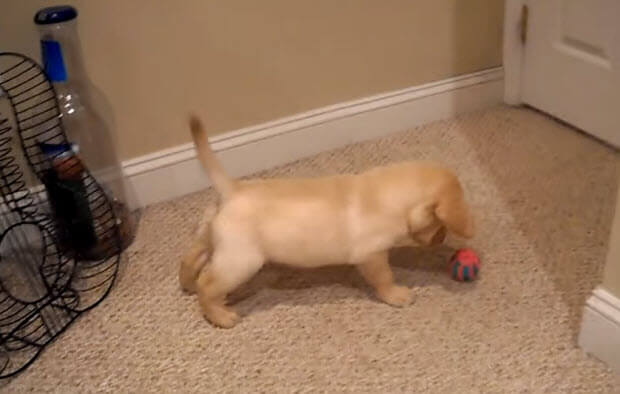 yellow labrador puppy ball