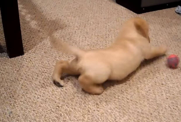 yellow labrador puppy ball