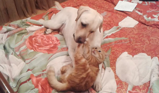 yellow-labrador-with-cat-2