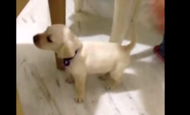 yellow labrador puppy