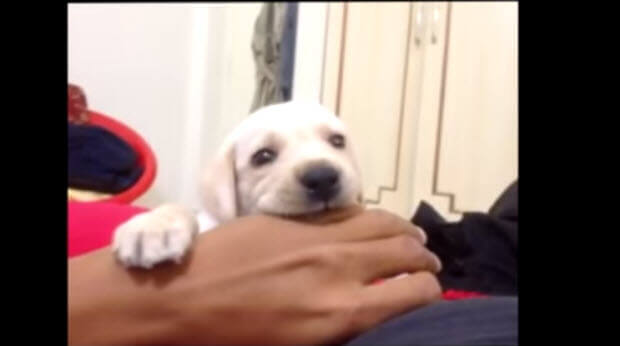 white labrador puppy