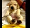24 day old yellow labrador puppy