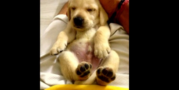 24 day old yellow labrador puppy