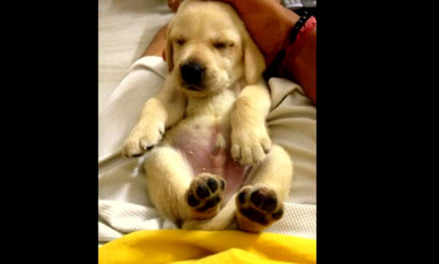 24 day old yellow labrador puppy