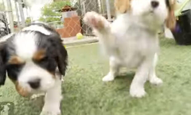 Pharrel-Happy-is-even-more-happy-with-dogs-2