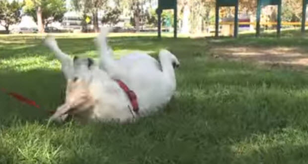 Pharrel-Happy-is-even-more-happy-with-dogs-3