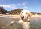 awesome lab swimming in sea