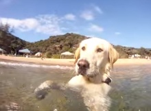 awesome lab swimming in sea