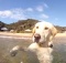 awesome lab swimming in sea