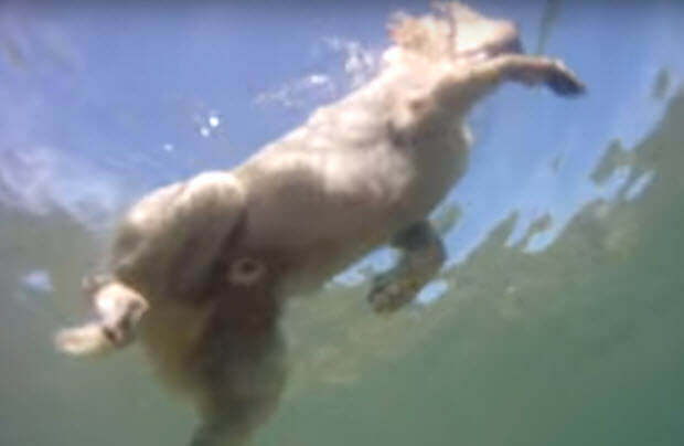 awesome-lab-swimming-in-sea