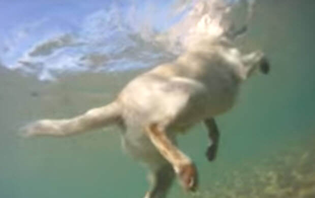 awesome-lab-swimming-in-sea