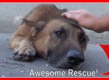 Huge Abandoned German Shepherd Rescue
