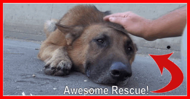 Huge Abandoned German Shepherd Rescue