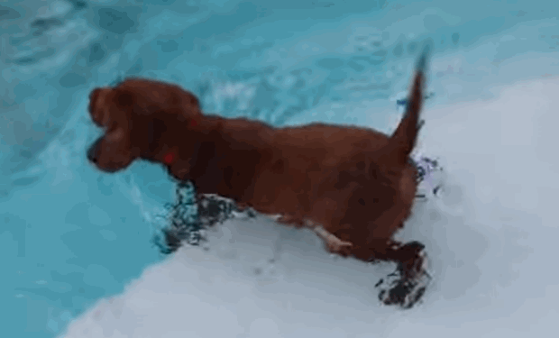 choc-lab-cute-puppy-swims-1
