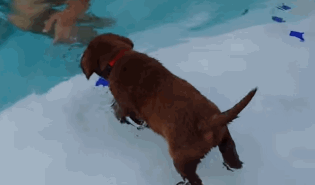 choc-lab-cute-puppy-swims