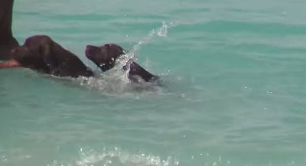 choc-lab-puppies-swimming-1