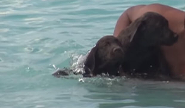 choc-lab-puppies-swimming-2