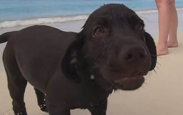 choc-lab-puppies-swimming-3