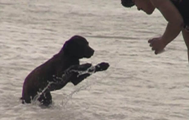 choc-lab-puppies-swimming-4