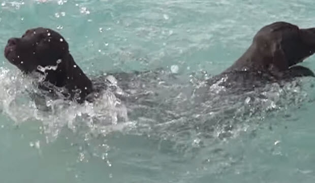 choc-lab-puppies-swimming