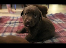 choosing-choc-lab-puppy