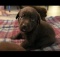 choosing-choc-lab-puppy