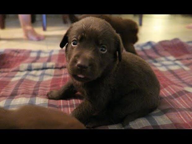 choosing-choc-lab-puppy