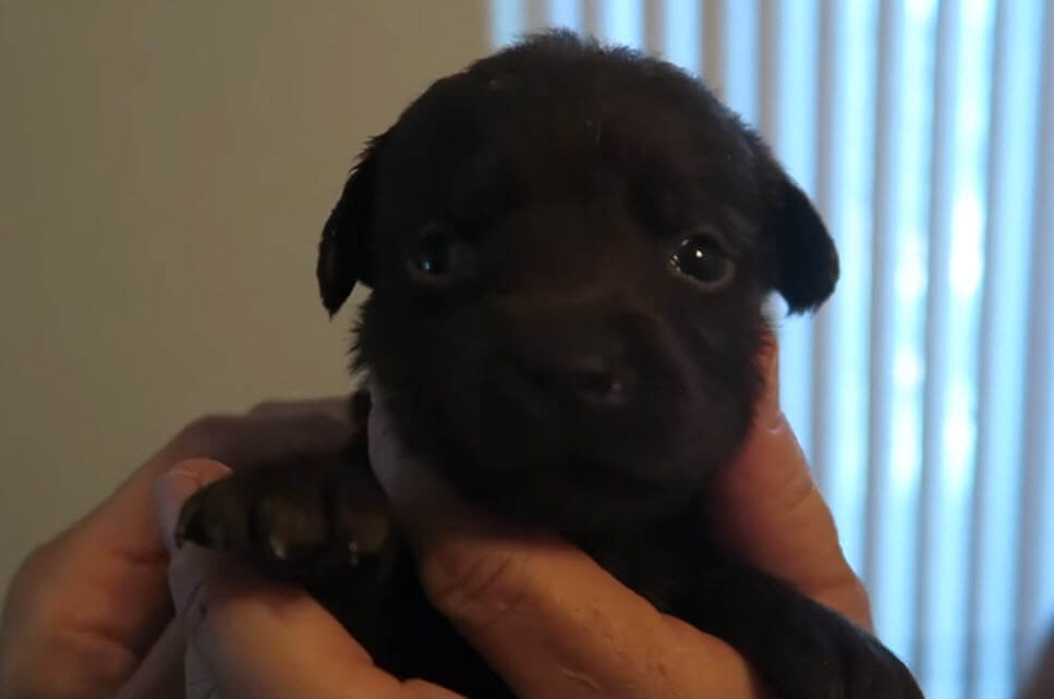 choosing-choc-lab-puppy-3