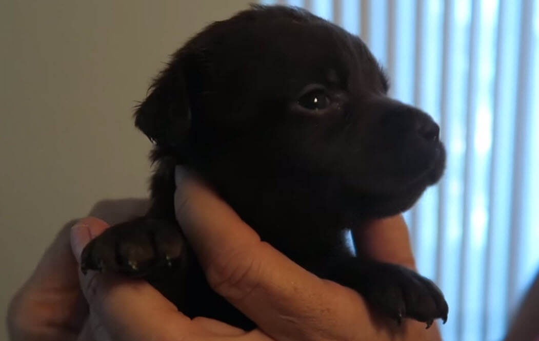 choosing-choc-lab-puppy