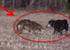 coyote attacks labrador dog