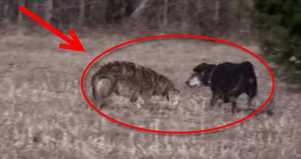 coyote attacks labrador dog