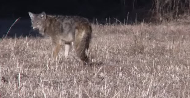 coyote attacks labrador dog