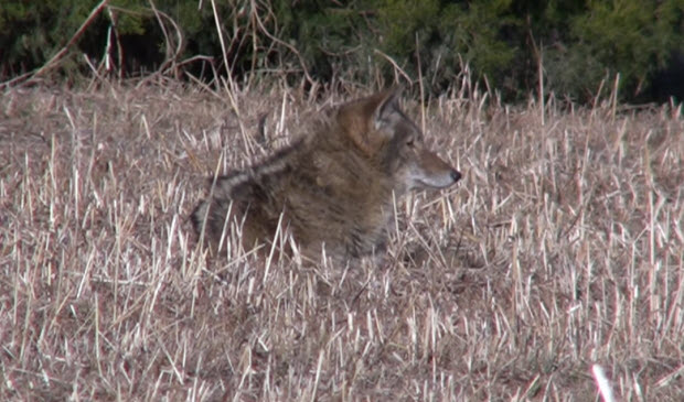 coyote attacks labrador dog