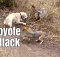 coyote attack