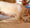 cute-young-labrador-retriever-puppies